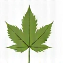 Διατροφή για Χορτοφάγους/Vegan